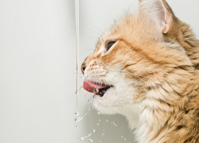 Wasser Für Katzen Nicht Neben Futter